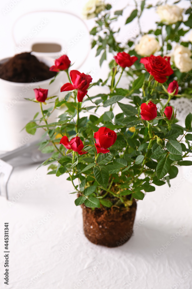 餐桌上的玫瑰植物和园艺用品