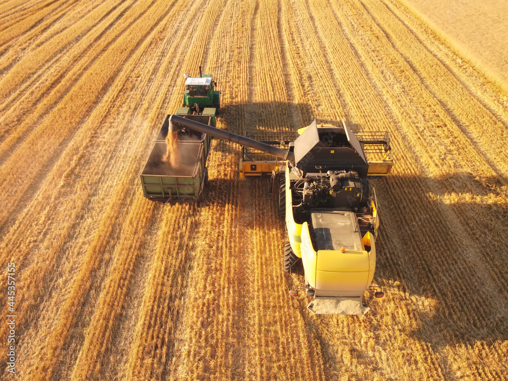 Wheat field with combine harvester and trailer work together. Aerial view.
