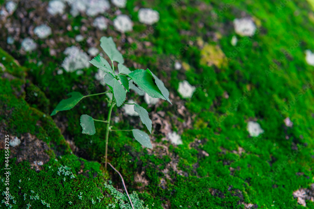 长满苔藓的石头上长出的绿色嫩芽