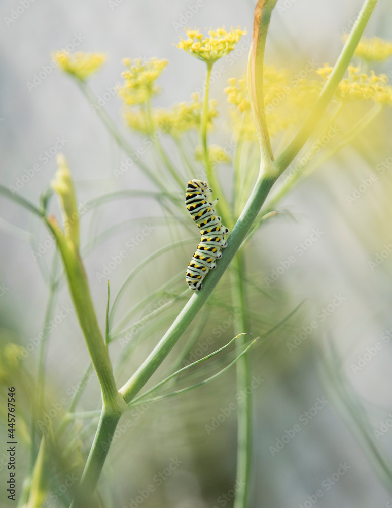 caterpillar in dill blooms