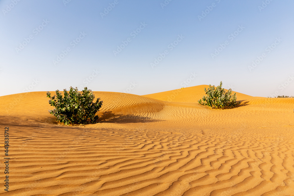 起伏的沙丘和两个所多玛苹果（Caltrophis procera）蒲式耳的未接触的沙漠景观