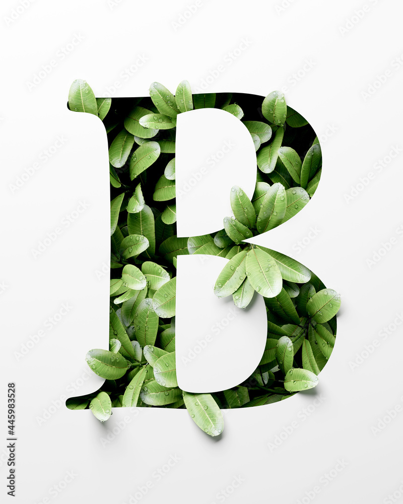 英文字母B，带叶子和水滴的抽象字母，逼真的叶子排版，3d r