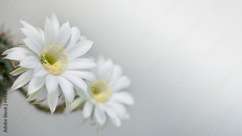 白色背景上的两朵白色仙人掌花，选择性聚焦，全景