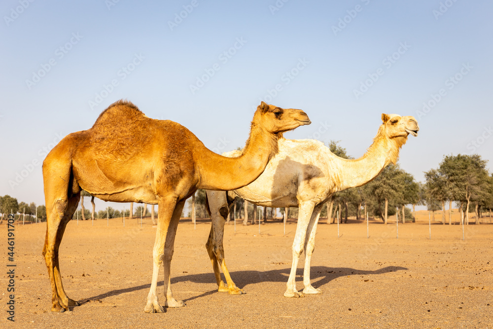 两只单峰骆驼（Camelus dromdarius）站在沙漠农场的沙滩上，沙漠中有一片ghaf森林