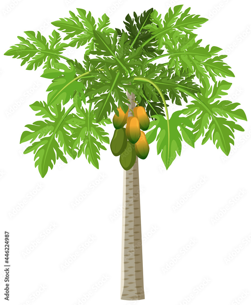 一棵木瓜树，白色背景上的孤立卡通风格