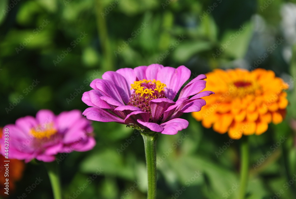 花园里的紫色非洲菊和一朵橙色花朵。