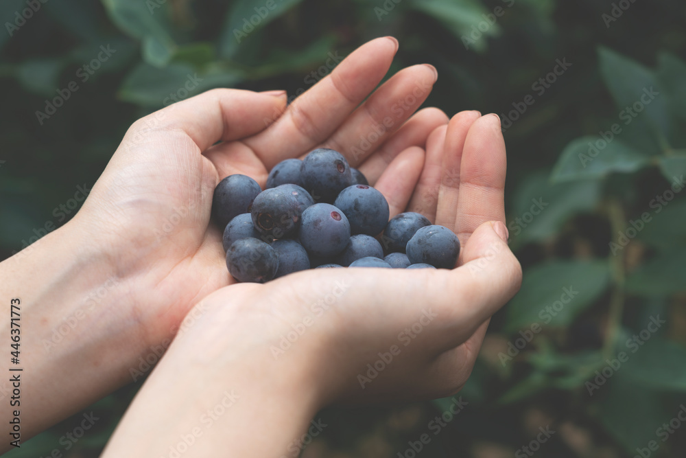 Close-up of a handful of fresh blueberries..