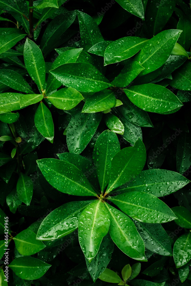 雨季，雨水滴落在雨林中郁郁葱葱的绿叶上，自然背景，深色过程