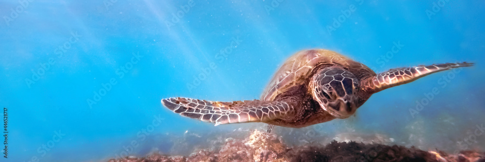水下珊瑚礁上方的绿色海龟，阳光明媚的热带日子里的蓝色海洋