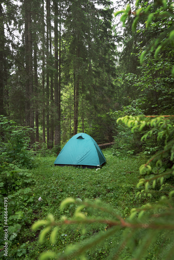 森林中的露营地。美丽的云杉林中一片小草地上的绿色露营帐篷，森林里有郁郁葱葱的森林