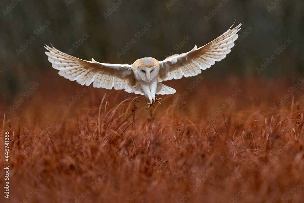 猫头鹰张开翅膀飞翔。仓鸮，Tyto alba，早上在红色草地上空飞行。野生鸟类