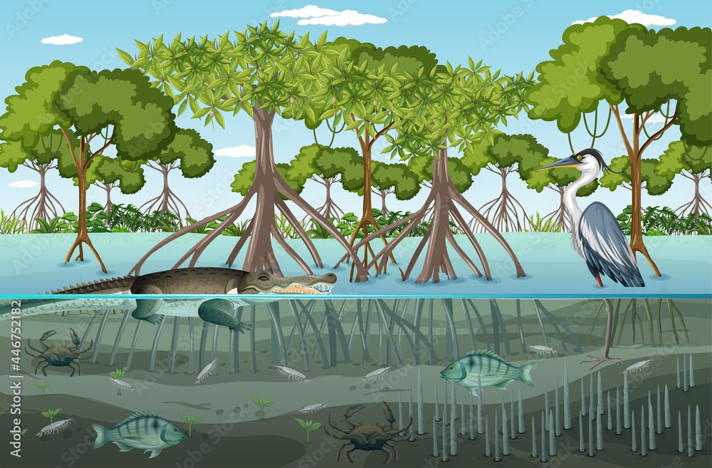 Mangrove forest landscape scene at daytime with many different animals