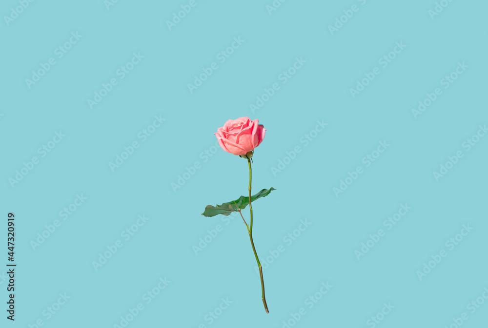 蓝色背景下的粉色玫瑰花。夏季开花理念。创意自然花卉浪漫理念