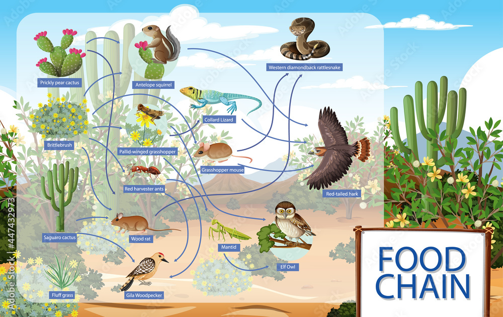 沙漠动物食物链示意图
