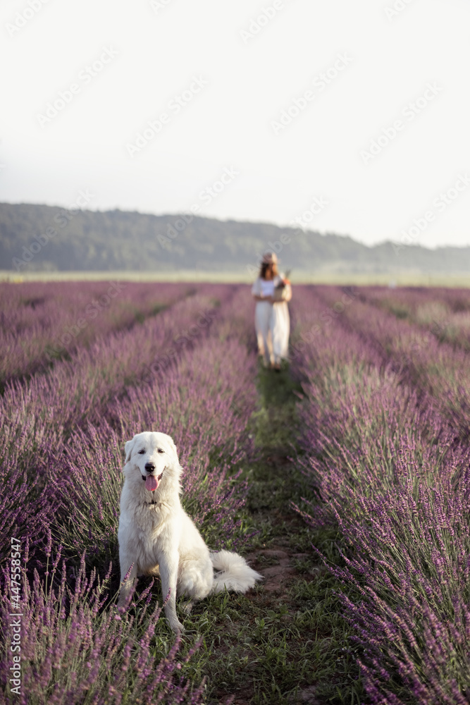 Maremma sheepdog sitting in lavender field and looking at camera while her female owner walking and 