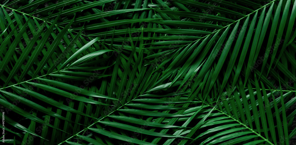 热带绿色棕榈叶和阴影，抽象的自然背景，深色调