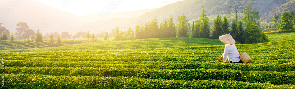 收割绿茶叶子的女人