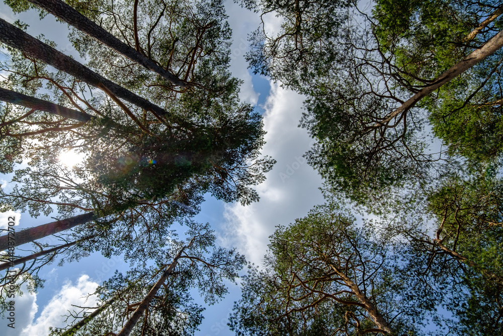 treetop view of pine trees in the swedish nature reserve hökensas
