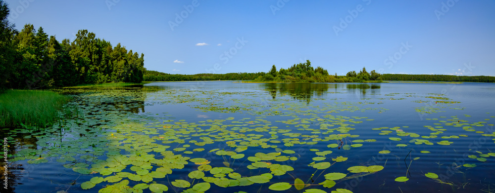 water lilies on a lake in the nature reserve hökensas near habo, sweden