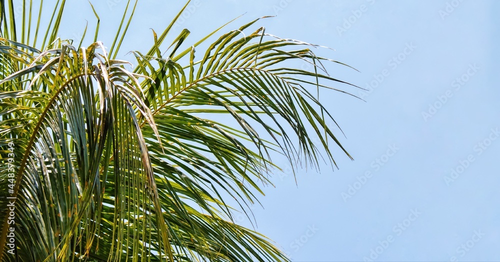 棕榈树叶