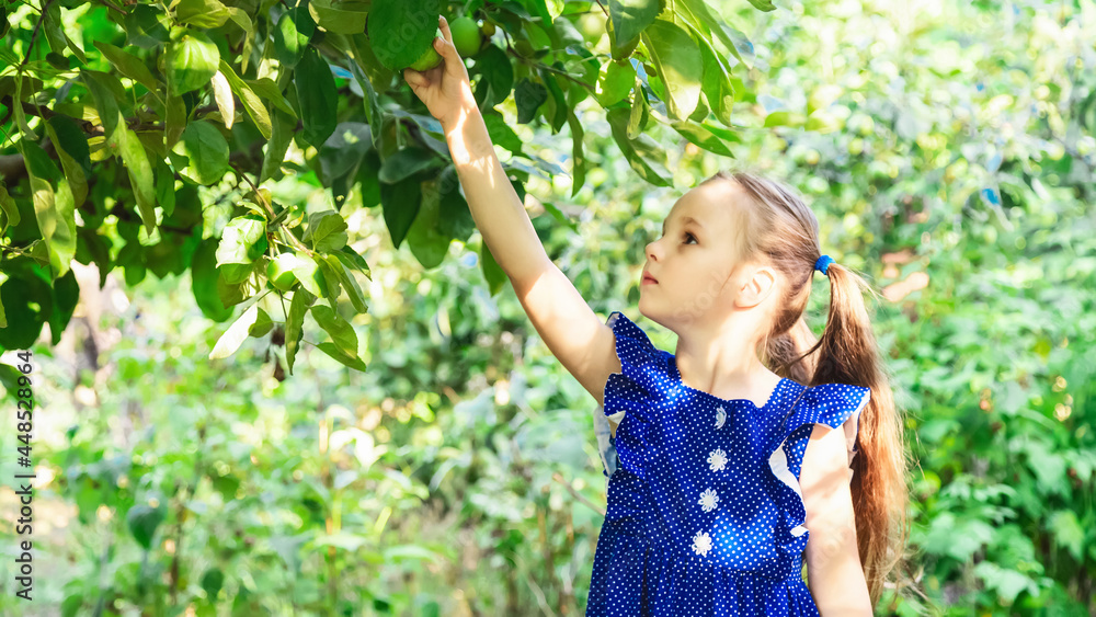 收获苹果。可爱的小女孩在花园里帮忙摘苹果