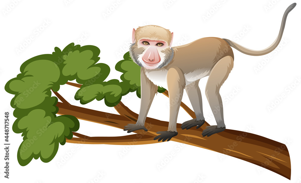 白色背景卡通风格的食蟹猕猴或树枝上的猴子
