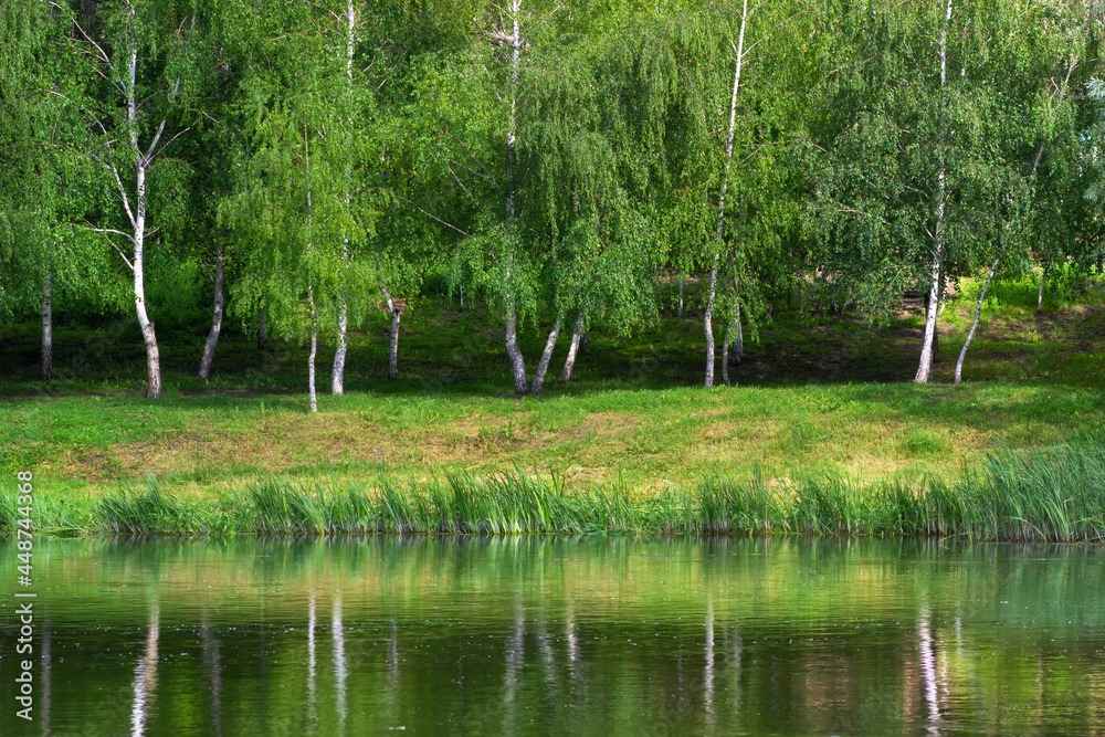 河边或湖边有桦树。绿树倒影的景观。