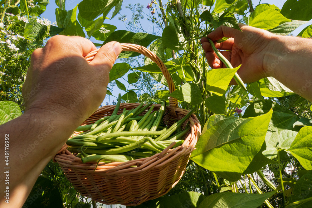 Picking green beans in the garden