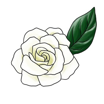 drawing flower of gardenia isolated at white background, hand drawn illustration