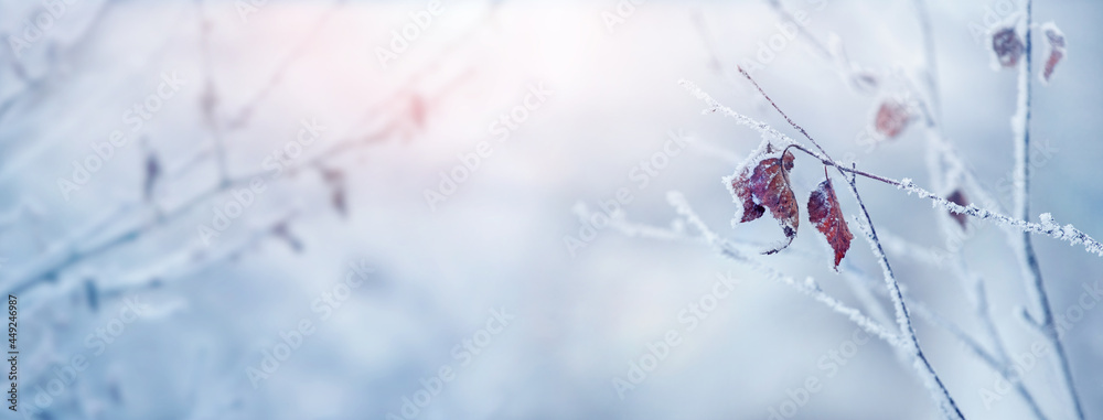 冬季圣诞节背景，霜冻覆盖的树枝和模糊背景上的干燥树叶