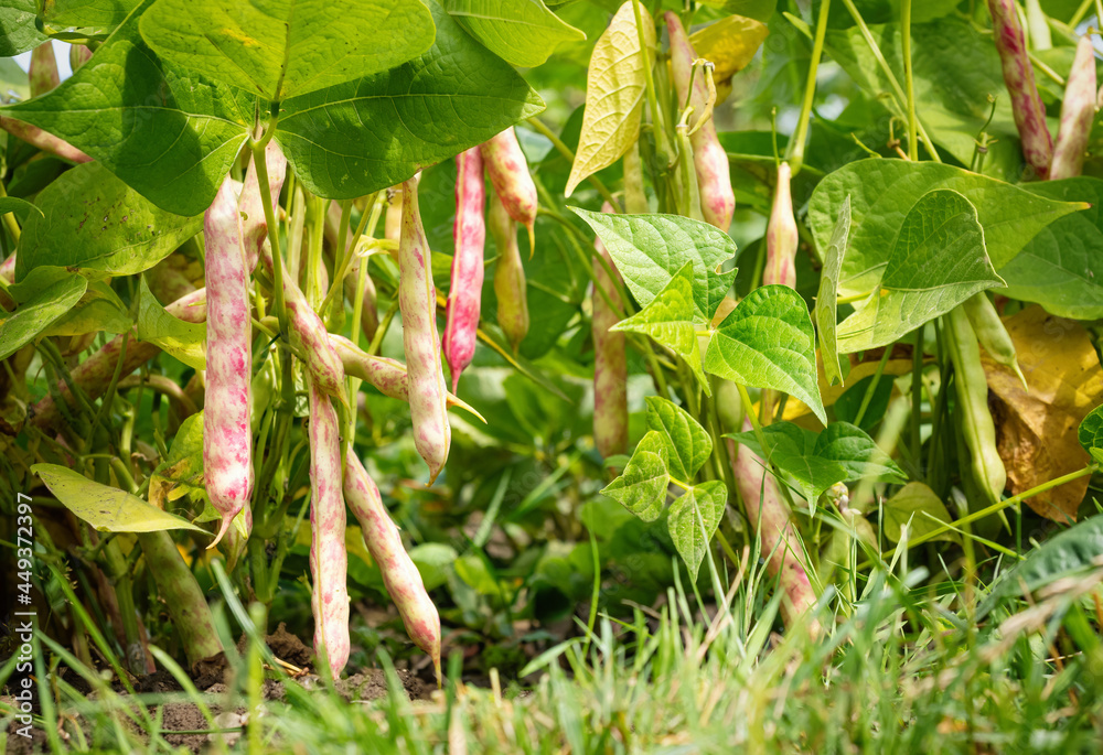 Ripe kidney bean growing on farm. Bush with bunch of pods of haricot plant (Phaseolus vulgaris var. 