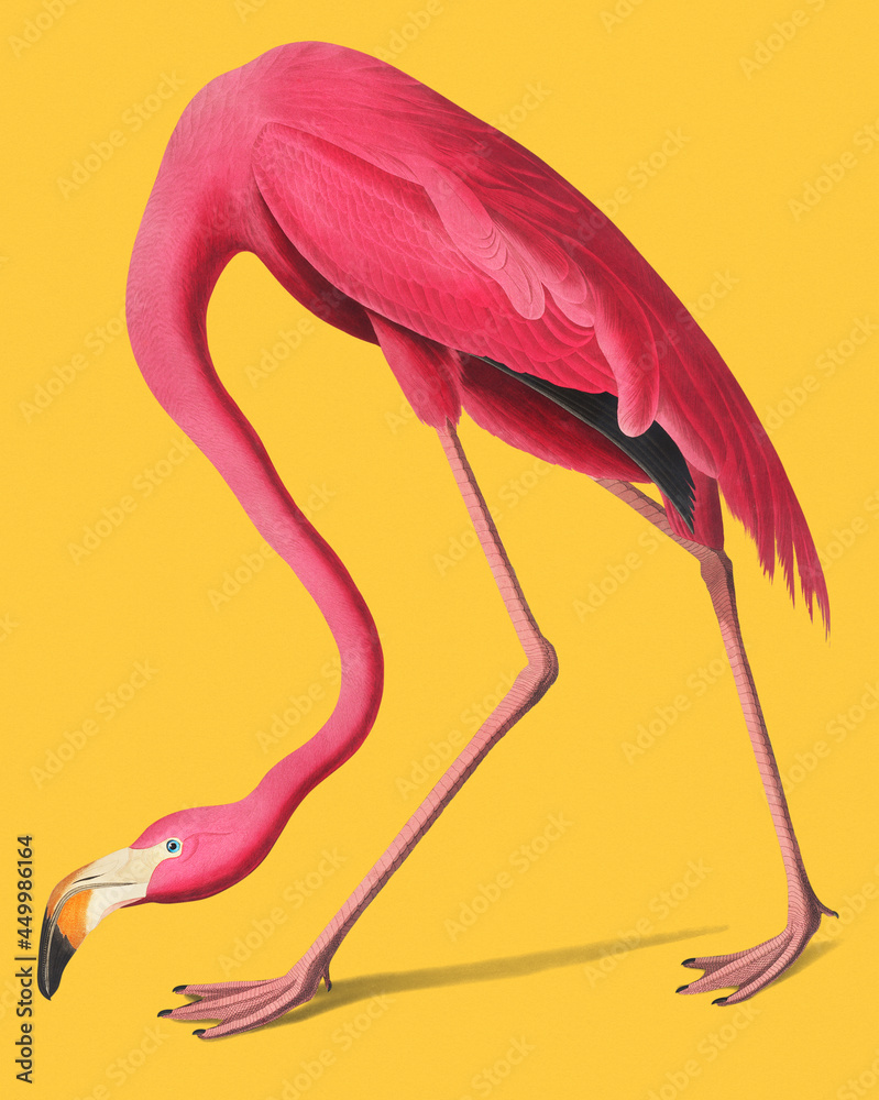 粉红色火烈鸟的复古插图。