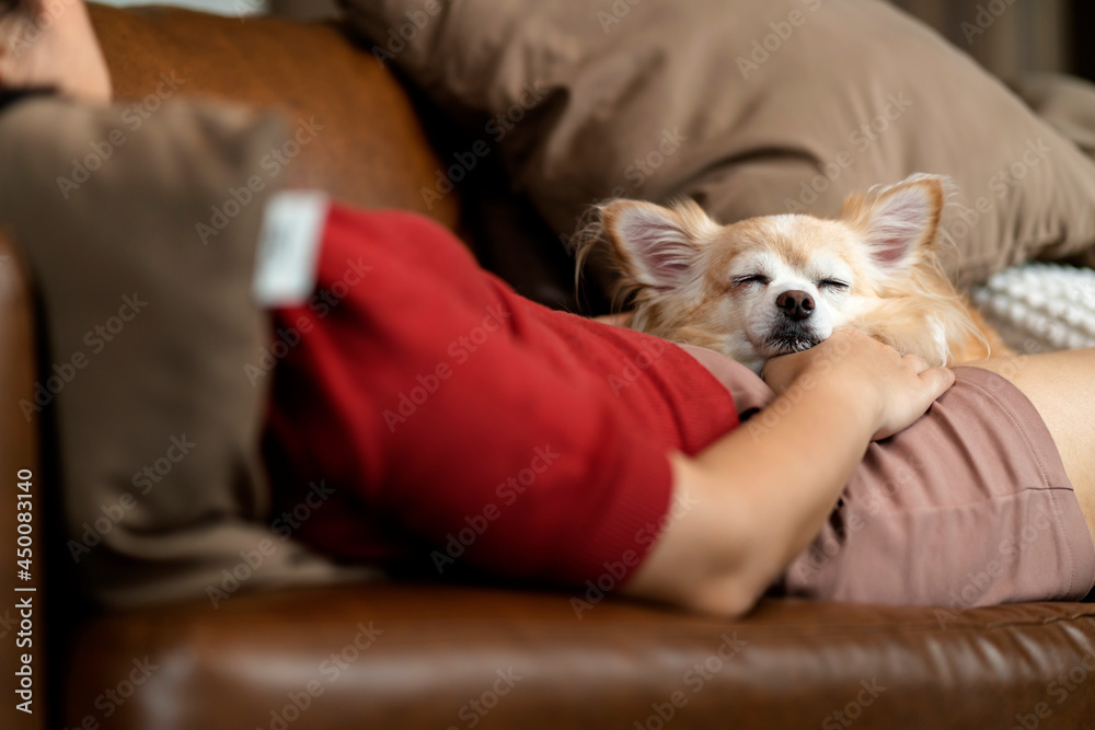 年长的吉娃娃小狗和主人一起睡在客厅的沙发上，放松身心