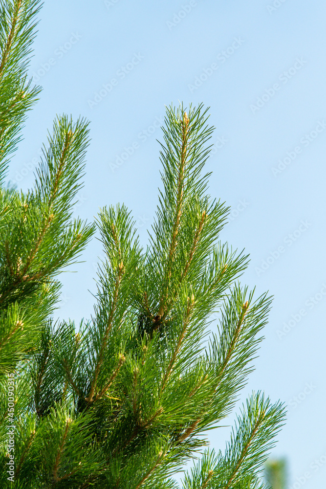 Fir green branches with cones in the spring.