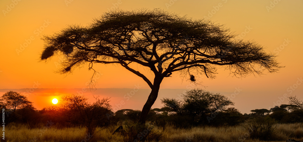 日落时分的相思树剪影。肯尼亚。