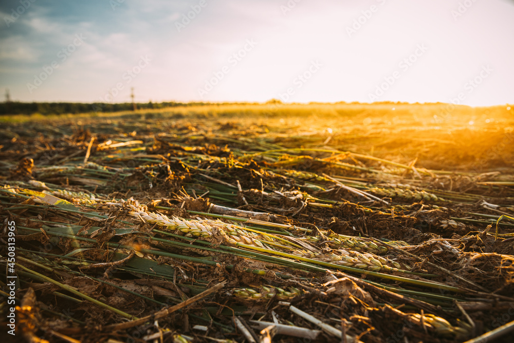 田地里的倾盆大雨导致小麦死亡。恶劣天气的后果