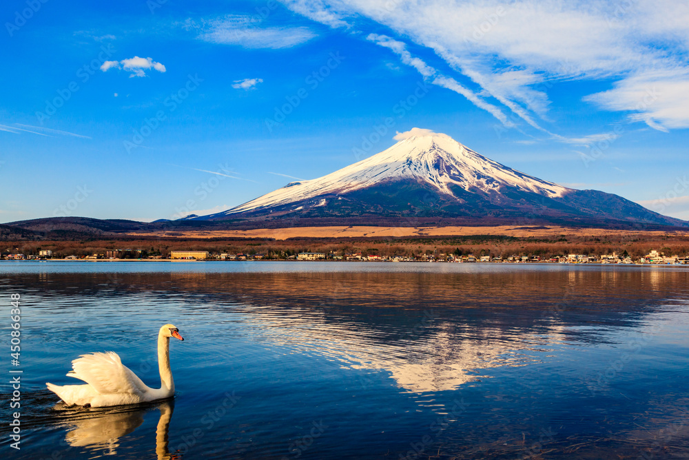 日本山梨县山中湖的白天鹅与富士山