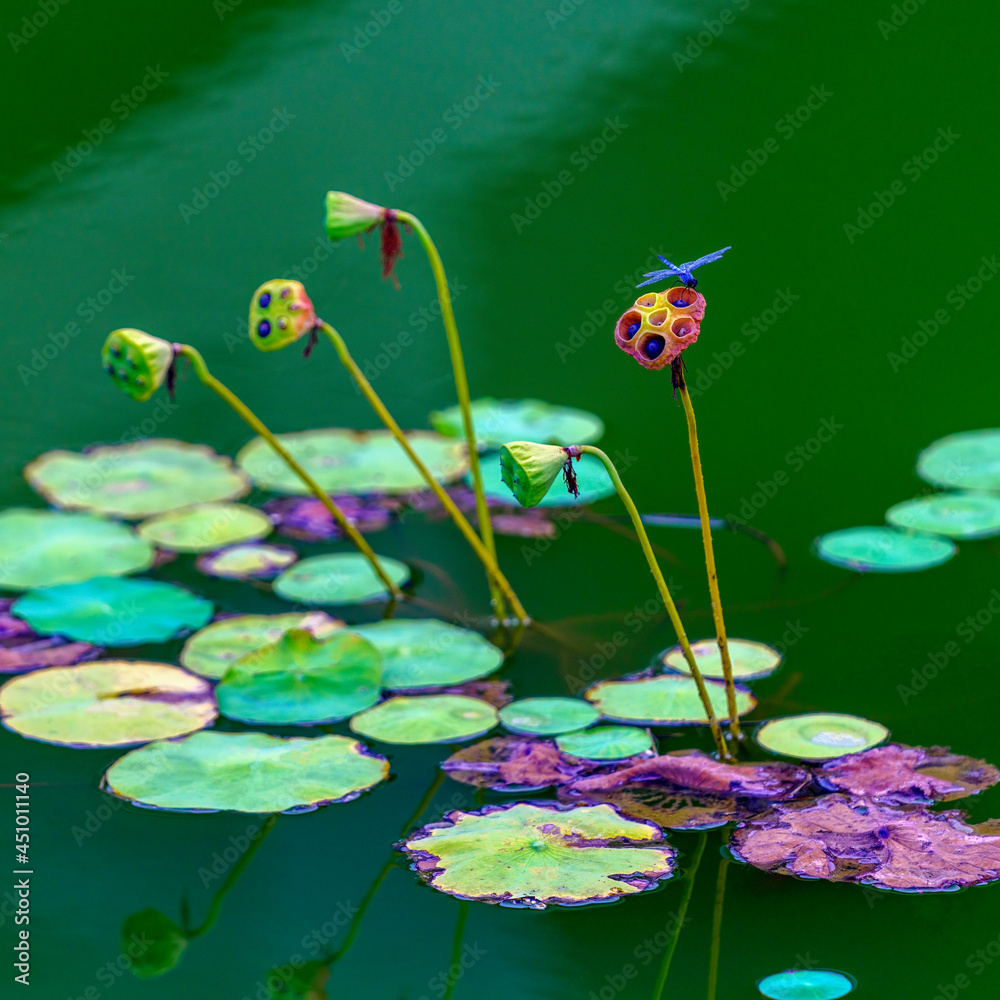 池塘里的粉色睡莲