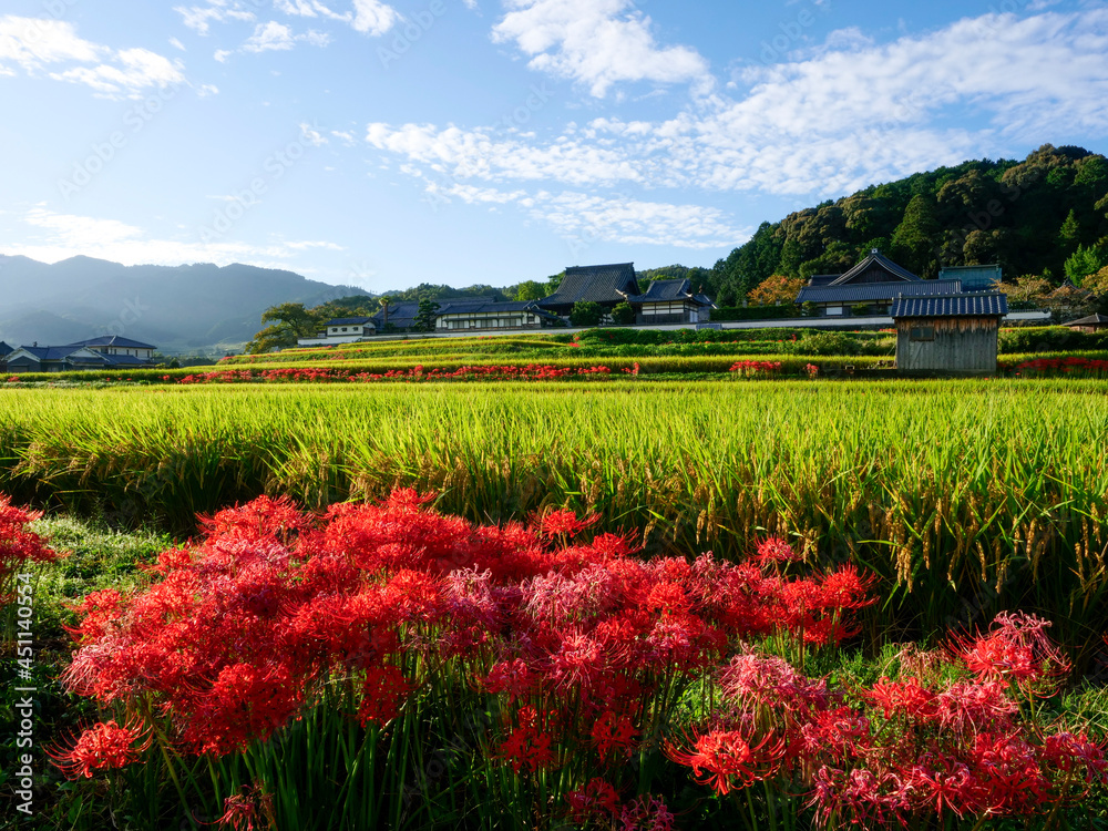 【奈良県】彼岸花が咲く橘寺の風景
