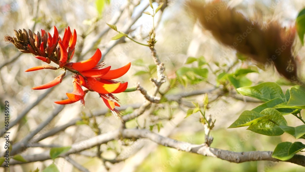 美国加利福尼亚州花园里的珊瑚树红花。刺桐火焰树春天开花，浪漫的机器人