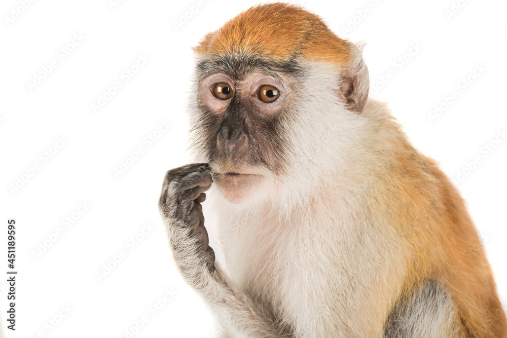 非常聪明的灵长类哺乳动物小猴子