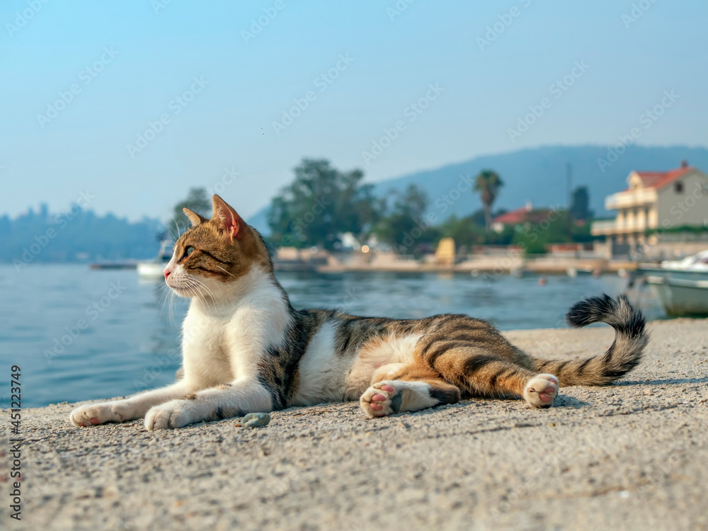 Cat on the seashore is waiting for the return of the fishermen.