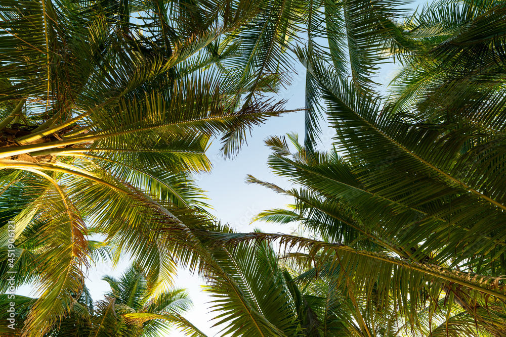 复制热带椰子棕榈树叶的空间，日落或日出时阳光充足，云层充足