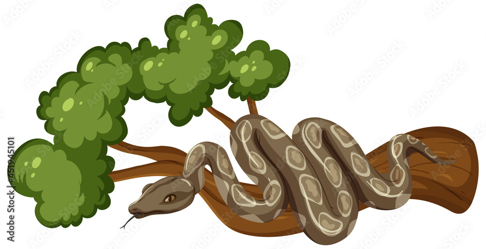 白色背景下孤立的树枝上的蛇
