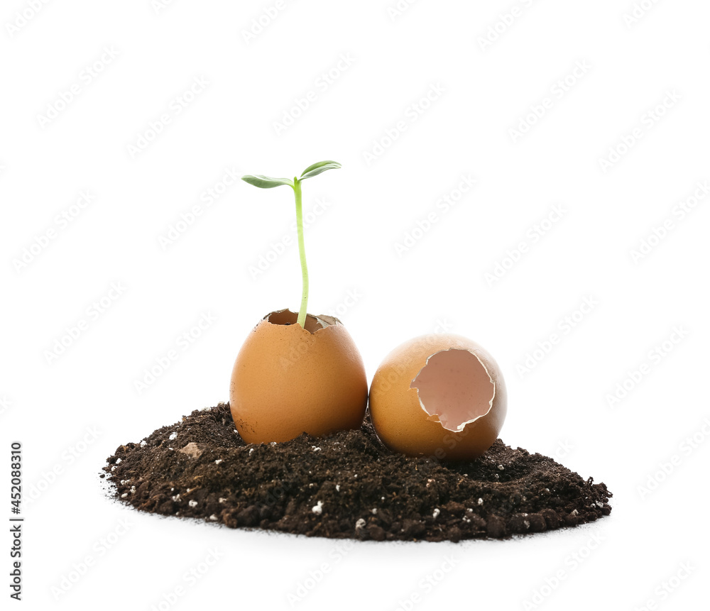 白色背景上有蛋壳和一堆泥土的绿色幼苗