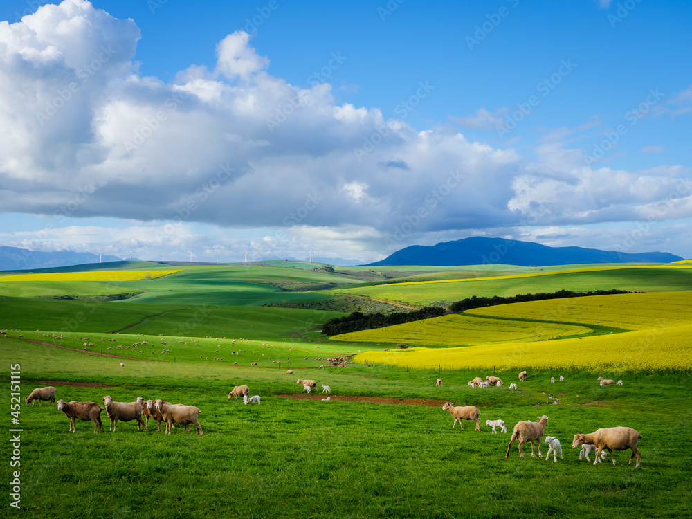 Beautiful rolling hills of canola flowers and farmlands in spring. Sheep graze in the fields with th