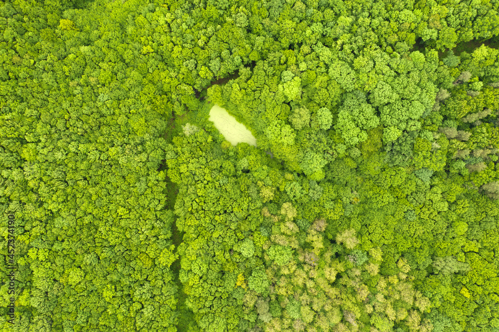 绿色的秋天或春天的森林。从无人机上观看