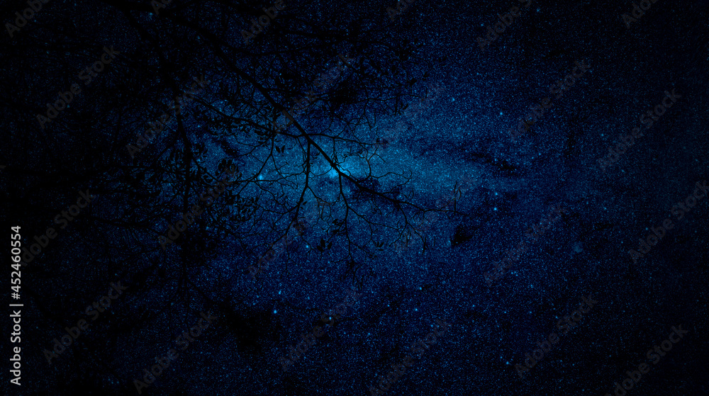 带有星星背景的孤立深色树。