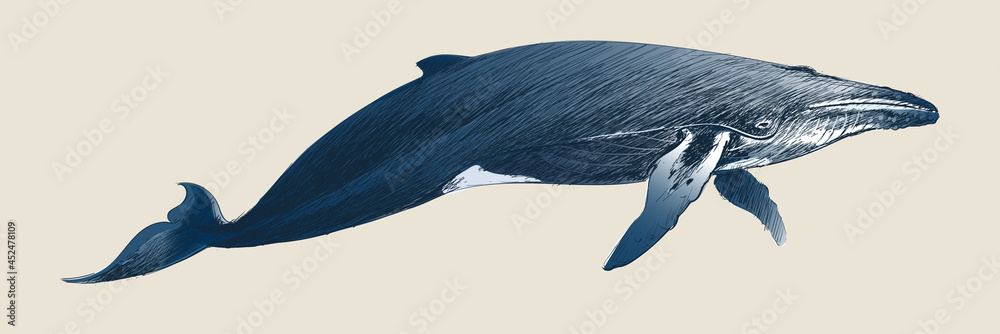 The illustration drawing style of the humpback whale 
