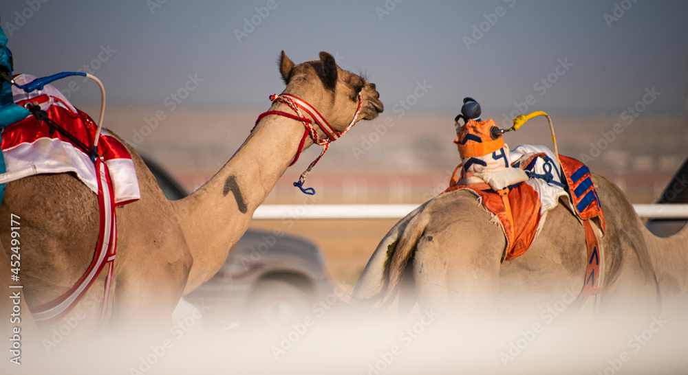 沙特阿拉伯的骆驼比赛